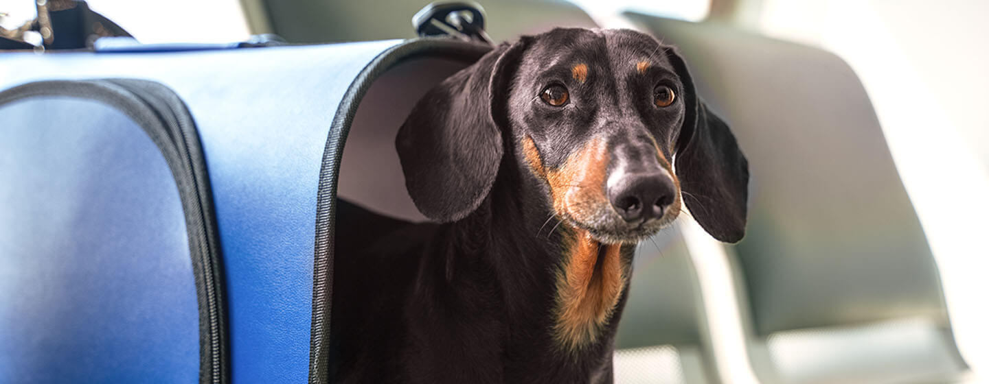 can dogs travel on planes with you